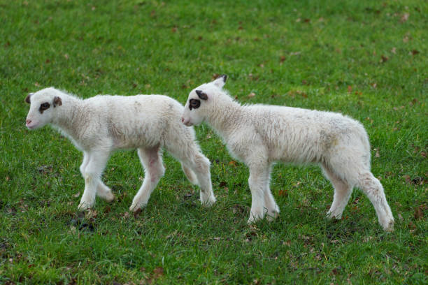 istock many sheeps on a meadow in germany 1254206837