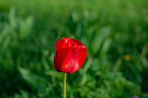 Tulips bloom in the spring garden, Close-up of tulips, colorful tulips in spring