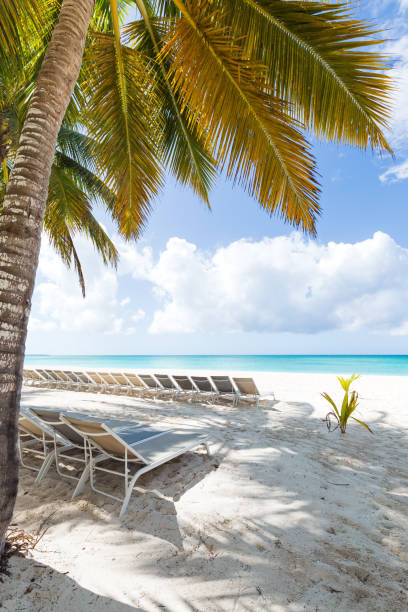 istock Beach scene with sunbeds under coconut palms 1254207254