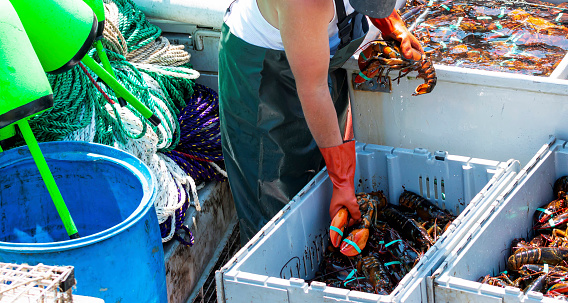 Fisherman is sorting his fresh caught live Maine lobsters in to seperate bins by size on his fishing boat to bring to market.