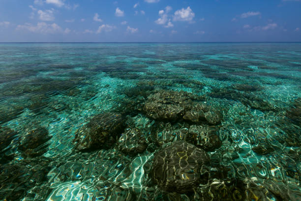 istock Indian ocean with coral reefs 1254208464