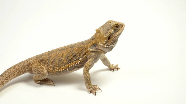 Angry Looking Bearded Dragon Angry Looking Bearded Dragon. snakes beard stock pictures, royalty-free photos & images