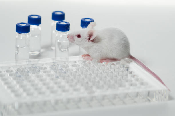 istock a white laboratory mouse with an immunological plate and vials. 1254209319