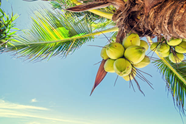 fresh coconut on the tree, coconut cluster on coconut tree.