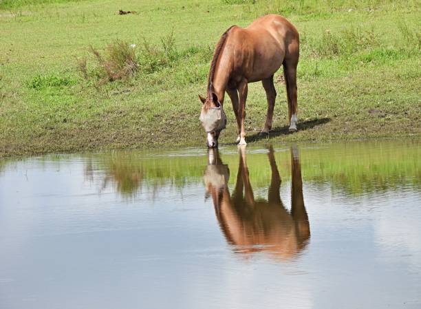 istock Horses (Equus ferus caballus) drinking water from a pond wearing a fly mask 1254210593