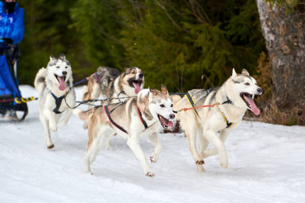 istock Husky sled dog racing 1254211383