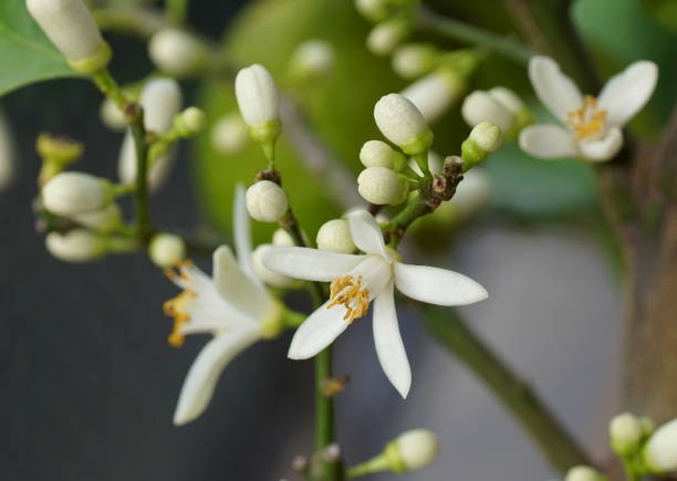 istock close up of a lemon blossoms on a lemon tree on a balcony 1254212711