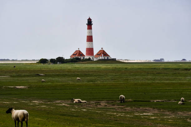 istock The famous lighthouse in Westerhever with sheep 1254212931