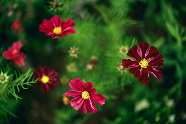 Cosmos sonata flowers with soft bokeh.