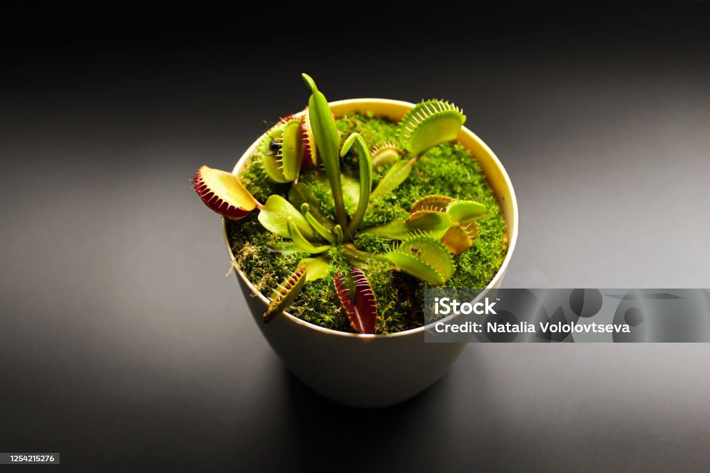 Predator Flower Predatory Flower Venus Flytrap In A Pot On A Black Background Predatory ...