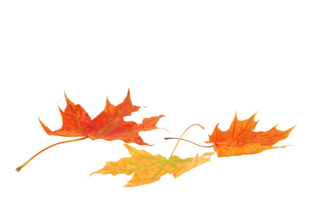 istock Autumn maple leaves isolated on white 1254215381