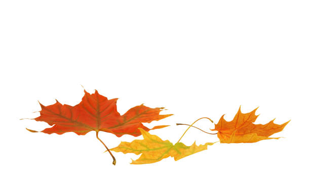istock Autumn maple leaves isolated on white 1254215383