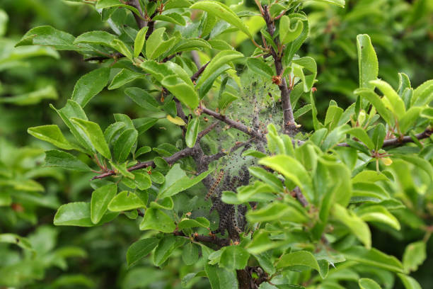 istock Nesting web of buterfly caterpillars hanging from the branches of a tree 1254215574