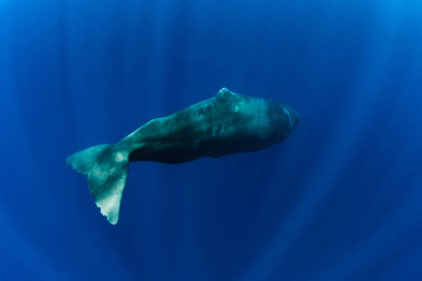 istock Sperm whales underwater in blue deep ocean, Mauritius. 1254217489
