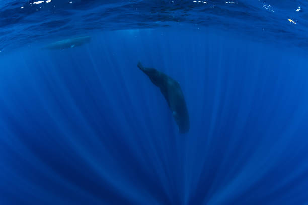 Sperm whales underwater in blue deep ocean, Mauritius.
