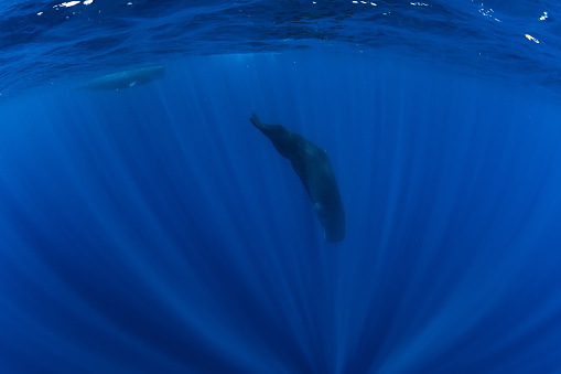 Sperm whales underwater in blue deep ocean, Mauritius.