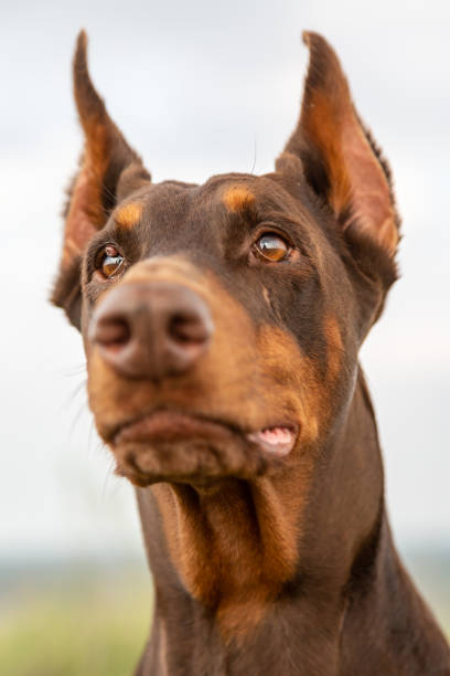 istock Brown and tan Doberman Dobermann dog with cropped ears. Closeup muzzle portrait in full face on blurred nature background on sunny day. Looking at viewer. Vertical orientation 1254217810