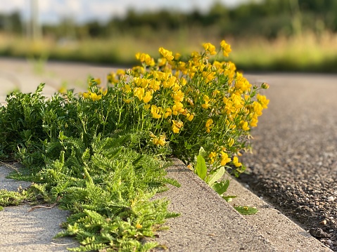 On a dirt road, weeds grow through the asphalt crumb and sand.