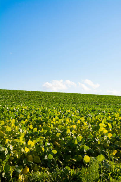 istock Green soybean field and blue sky 1254218563