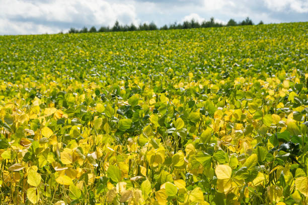 istock Yellow soybean field in summer 1254218690