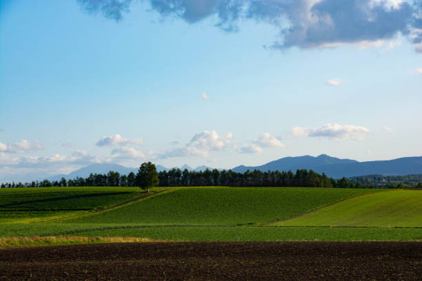 istock Birch tree standing in a green upland area 1254218717