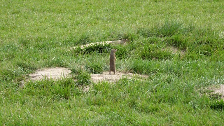 Standing ground squirrel in green grass looking around