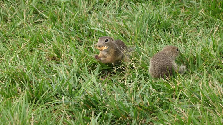 Ground squirrel in green grass eating a peanut