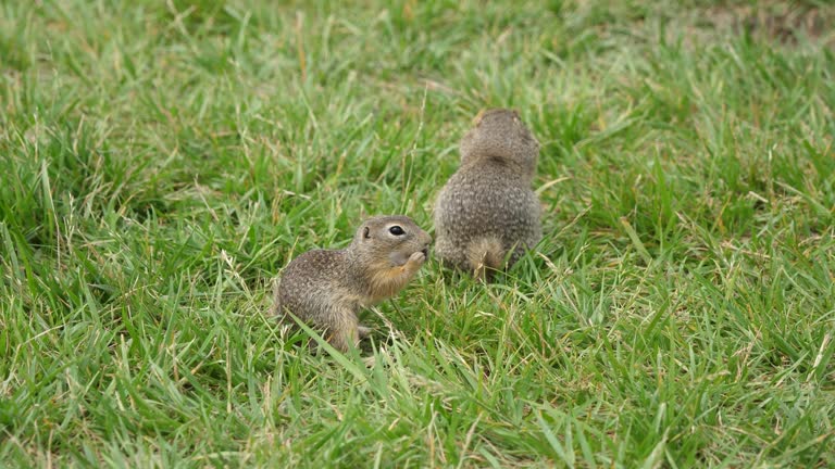 Ground squirrel in green grass eating a peanut