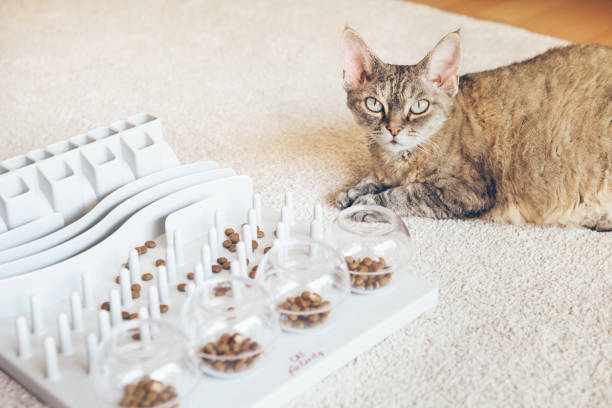 istock Interactive Cat Toy Slow Feeder- IQ Training Toy, Treat Boredom Dispensing Refillable for domestic cats. 1254221407