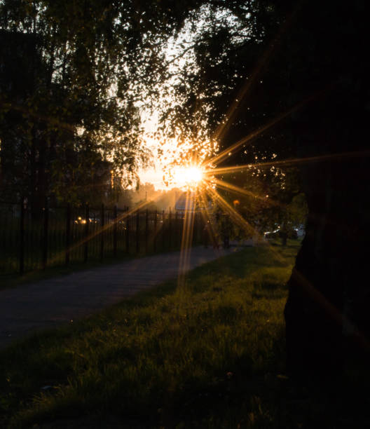 istock lens flare at sunset. fence, sidewalk, trees and grass. 1254221426