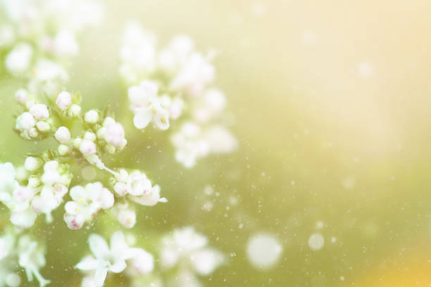 istock White Delicate Little Flowers 1254222998
