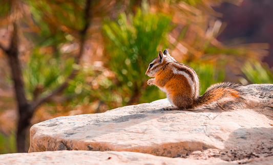 A Douglas squirrel (Tamiasciurus douglasii) perched atop a large rock