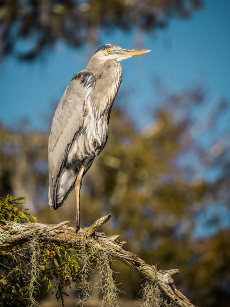 istock Great blue heron watching over the Atchafalaya swamp 1254224199