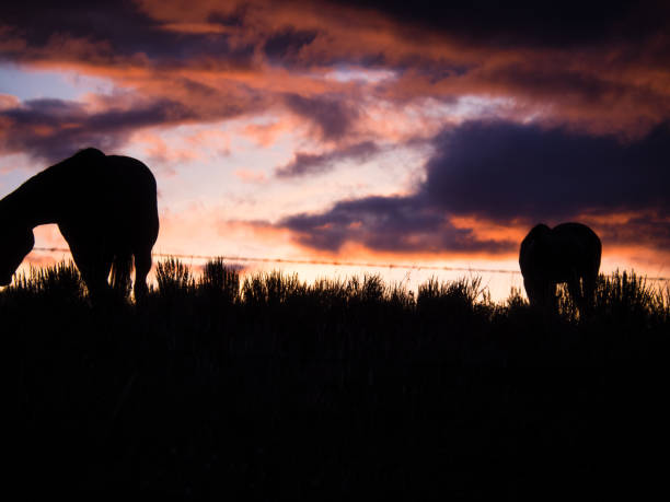 istock Horses silhouetted against a spectacular sky 1254224243