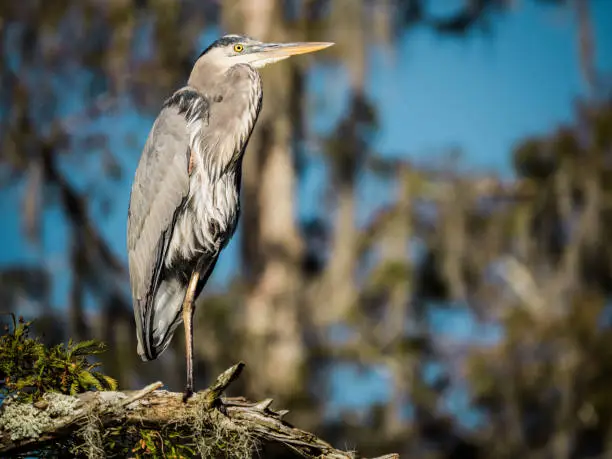A magnificent great blue heron stands on one foot atop a tree in the Atchafalaya river area in Louisiana.
