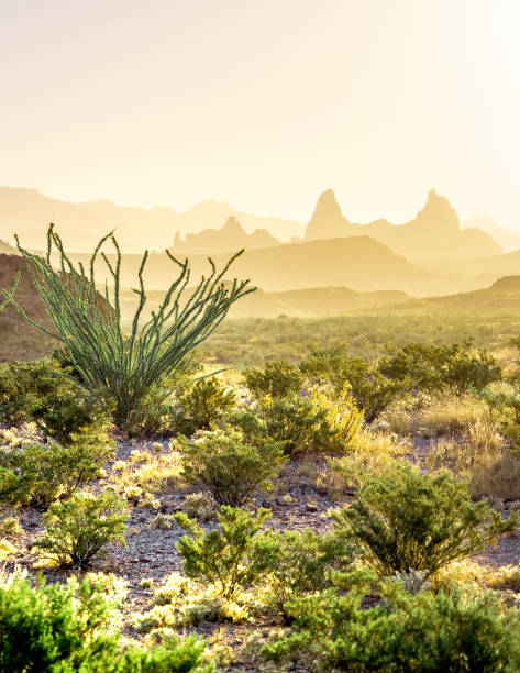 istock Mule Ears baking in the desert sun 1254224353