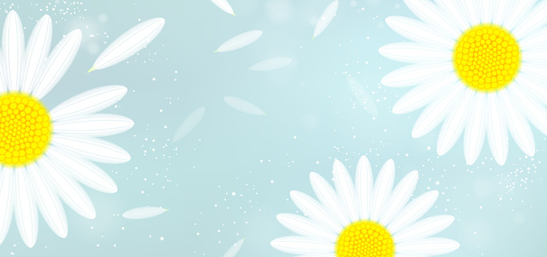 banner with white camomiles and falling petals on a blue background