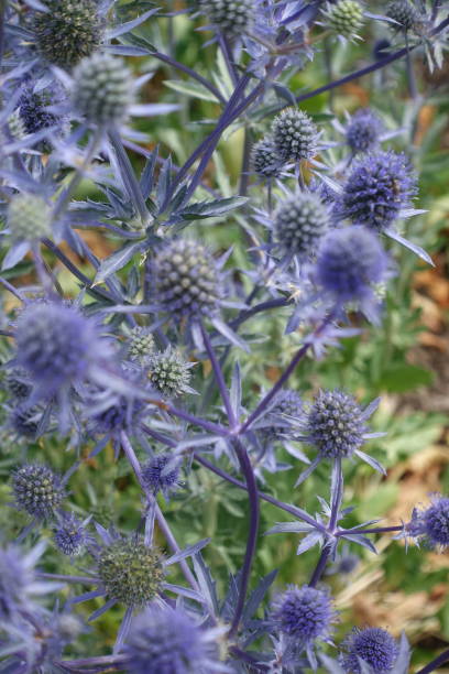 istock Blue thistle  Flowerbed Public park  Garden center 1254225405