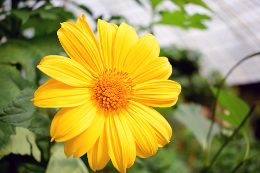 Close-up shot of Yellow Daisy in the garden