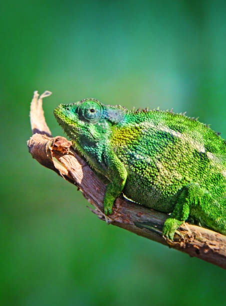 istock Detail of chameleon 1254227550