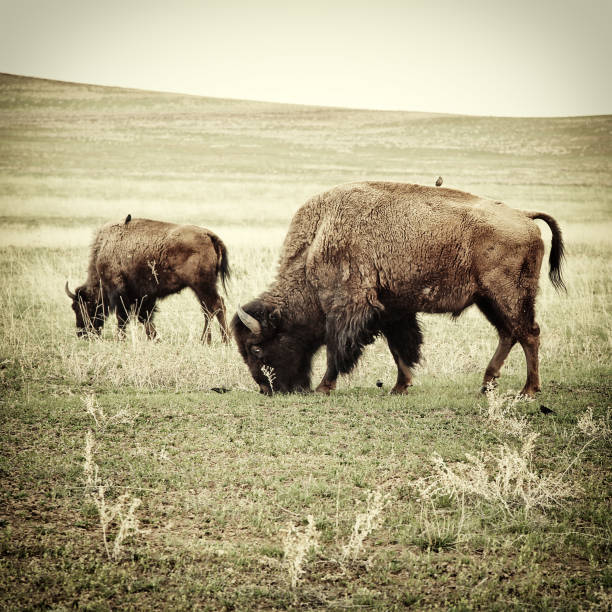 Bison grazing. Processed to look like an old 19th century image of the
