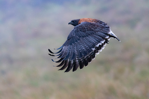 Variable hawk, geranoaetus polyosoma, flying in its natural environment, Ecuador, Andes in high altitude.