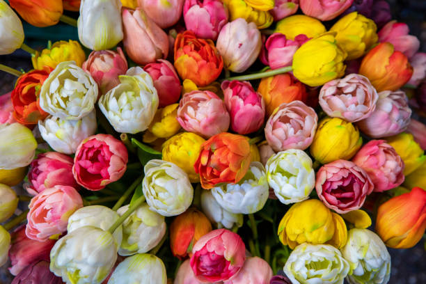 istock Tulips for sale 1254229440