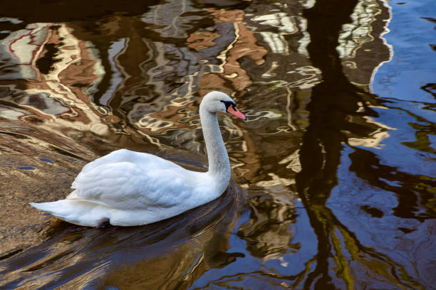 istock Swan in Amsterdam canal 1254229449