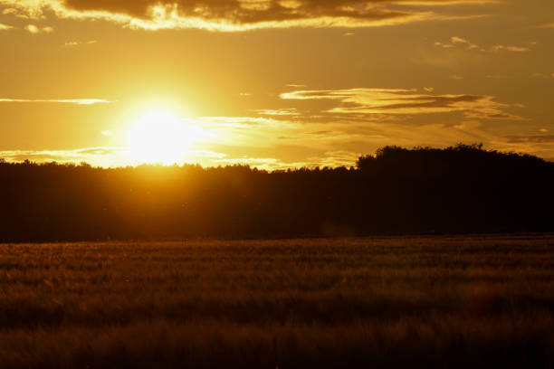 istock Sunset backlit on a grain wheat or barley field. Amazing sunset, dramatic scenic landscape. The plant is ready for harvest. 1254231544