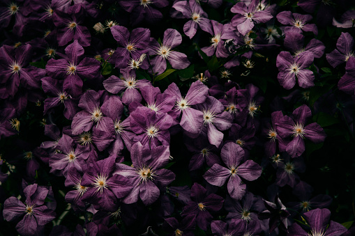 Beautiful purple flowers of Clematis close-up.