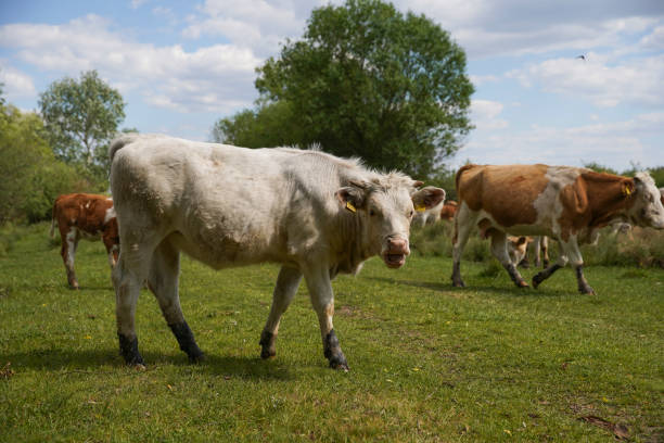 istock Cattle cows and calves graze in the grass on a farm. Keeping cattle outdoors. Cattle-breeding. Blue sky with clouds. Europe Hungary 1254231666