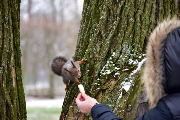 Eastern gray squirrel in a park on a sunny winter day - the photograph is taken in Corona Park in Queens, but the squirrels are common in all parks in New York