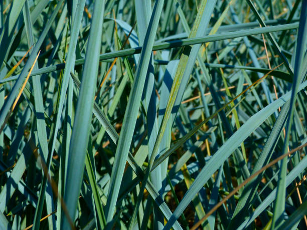 Blue Dune or Lyme Grass closeup with sharp grass blades stock photo