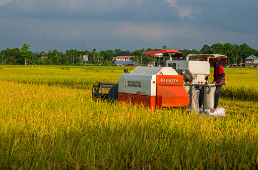 Rice harvest farmers use mowers in the Beureu'eh region, Beureunuen, Pidie Regency, Aceh Province, Saturday, July 4, 2020. At present the farmers have started to switch to using professional machines for every harvest with rental services. According to farmers using machines will make time, energy, and capital efficient compared to traditional manpower. Moreover, the Harvest in the midst of a COVID-19 pandemic certainly all limitations.